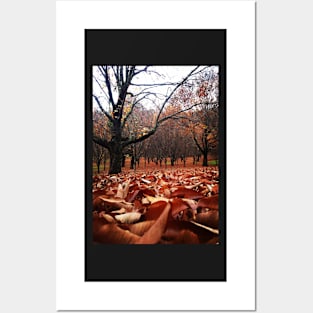 Autumn Fall Posters and Art